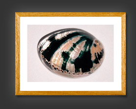 Shell Photographs