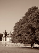 Tree-1 - 0705