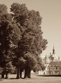 Tree-3 - 0707