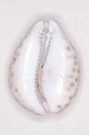 0284 - Tiger-Cowrie