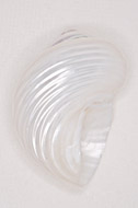0286 - Turbo-Silver-Mouth